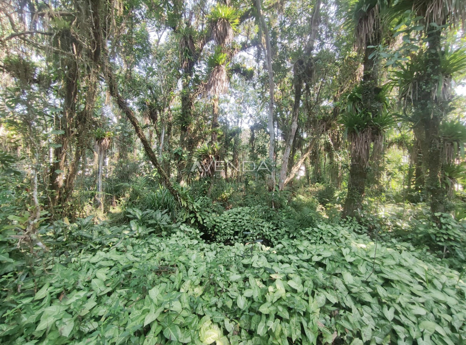 Chácara, 3 quartos, 4982 m² - Foto 34