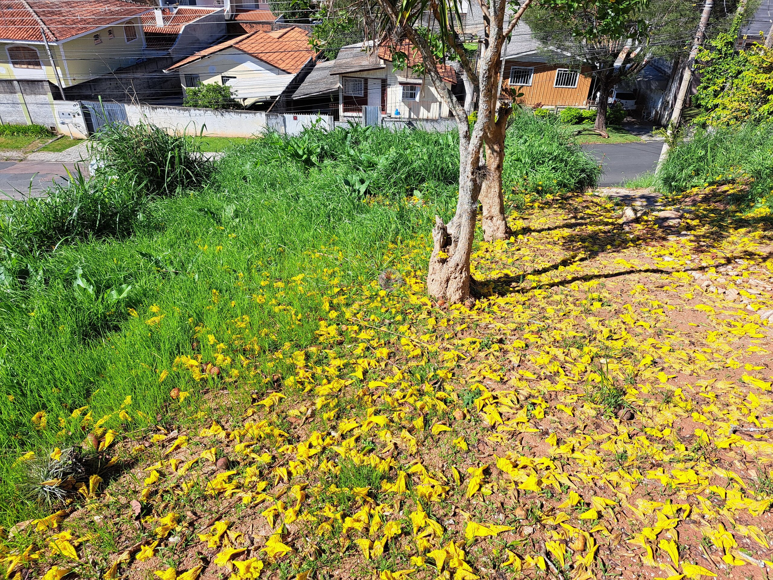 Terreno à venda em Santo Inácio, Curitiba — Portal Chave Fácil