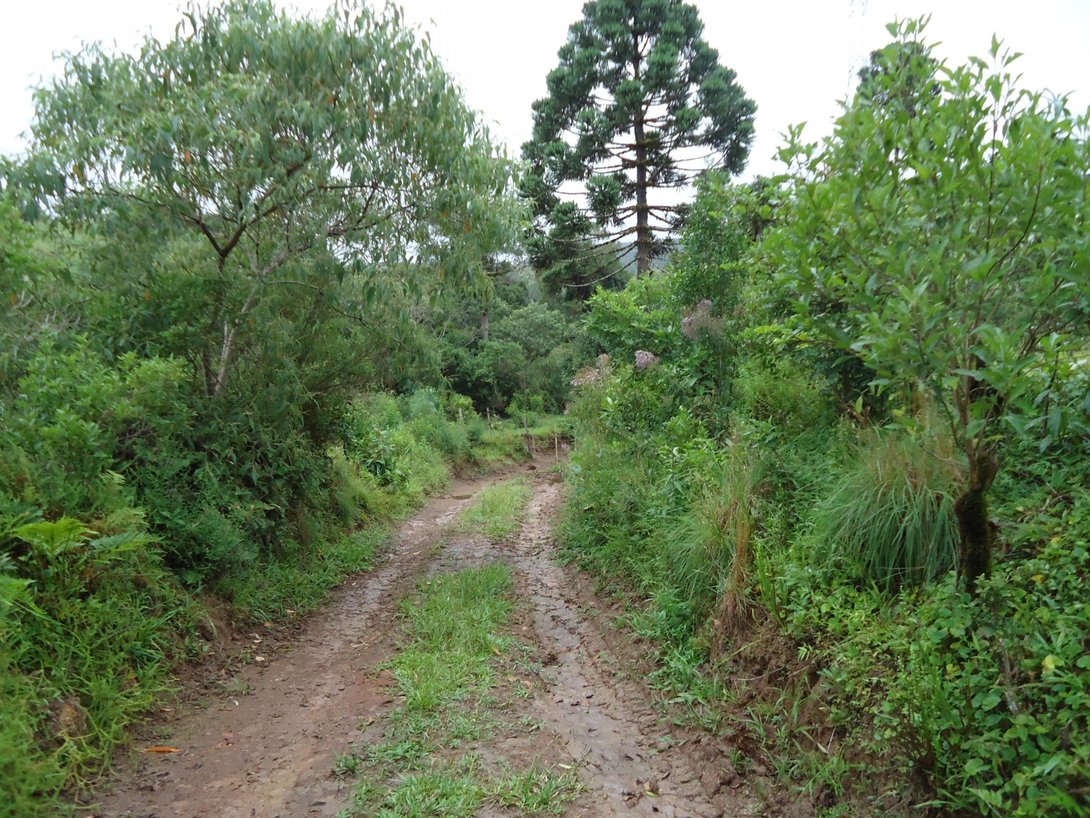 Foto 7 - CHÁCARA em TIJUCAS DO SUL - PR, no bairro Centro - Referência VI-CHACARA OD- TJSul