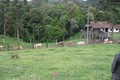 Foto 14 - CHÁCARA em TIJUCAS DO SUL - PR, no bairro Centro - Referência VI-CHACARA OD- TJSul
