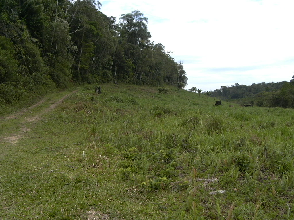 Foto 15 - FAZENDA a venda no bairro Barra do Ribeira, IGUAPE - Referência FZ010018