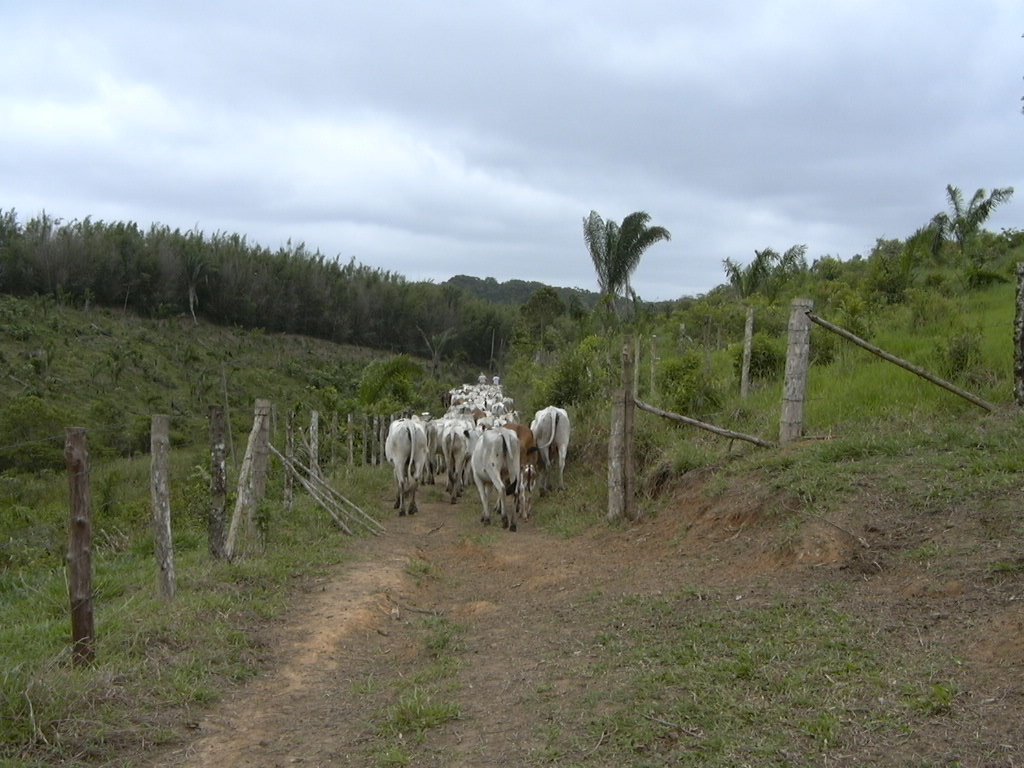 Foto 4 - FAZENDA a venda no bairro Barra do Ribeira, IGUAPE - Referência FZ010018