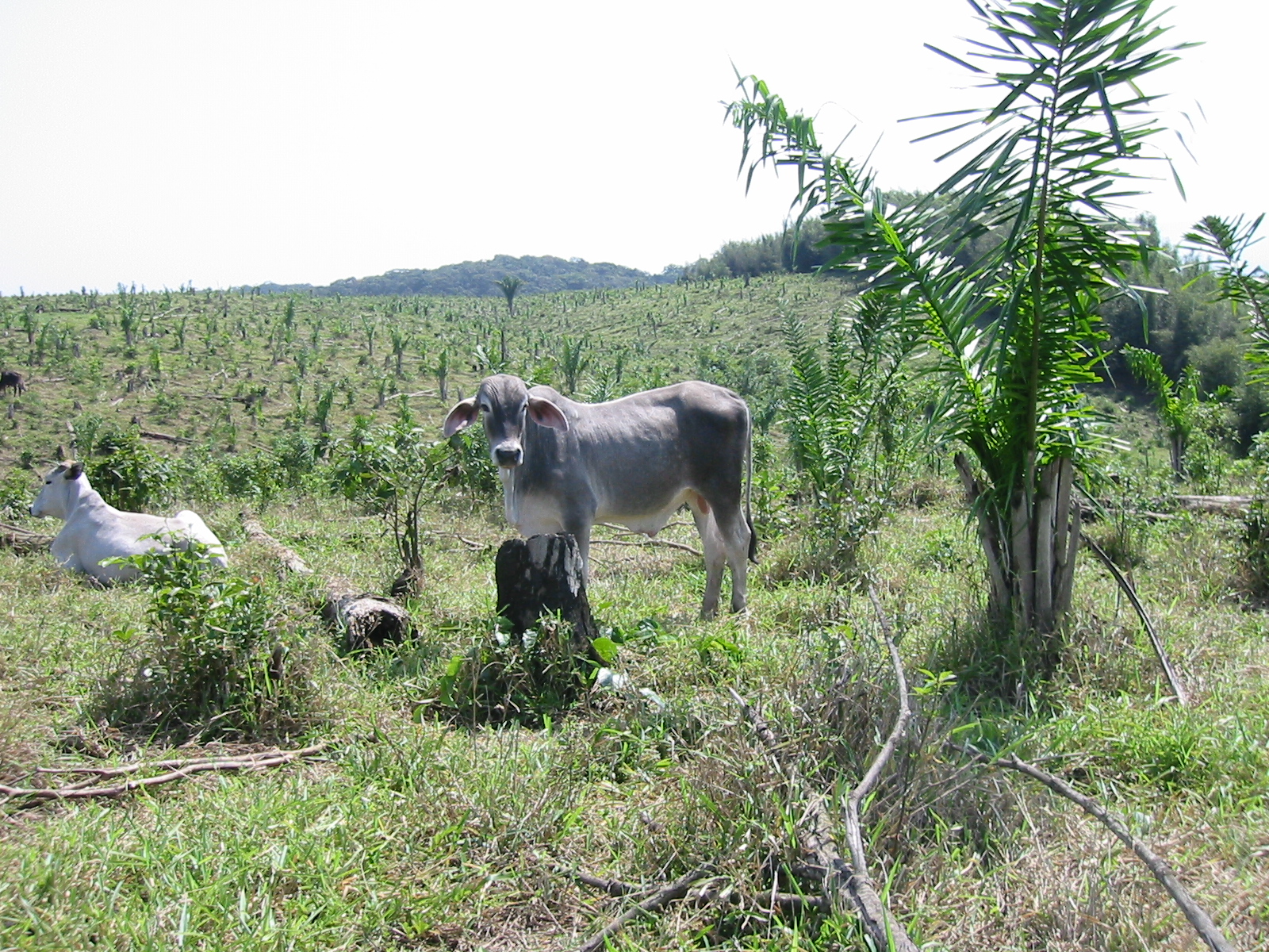 Foto 5 - FAZENDA a venda no bairro Barra do Ribeira, IGUAPE - Referência FZ010018