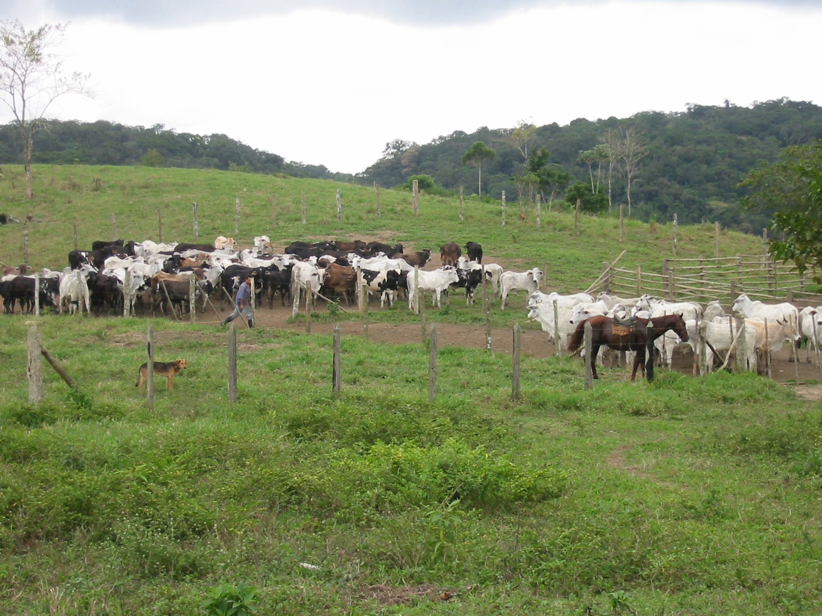 Foto 2 - FAZENDA a venda no bairro Barra do Ribeira, IGUAPE - Referência FZ010018