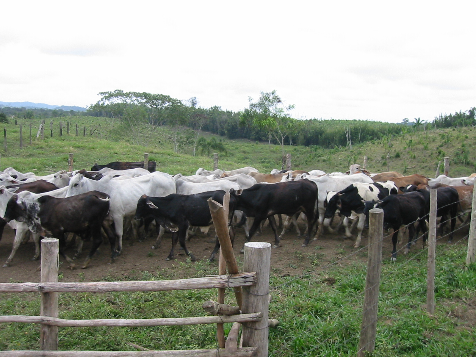 Foto 3 - FAZENDA a venda no bairro Barra do Ribeira, IGUAPE - Referência FZ010018