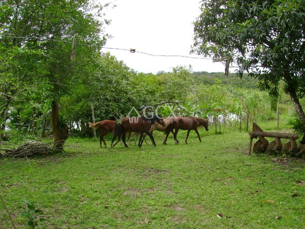 Foto 10 - FAZENDA a venda no bairro Barra do Ribeira, IGUAPE - Referência FZ010018