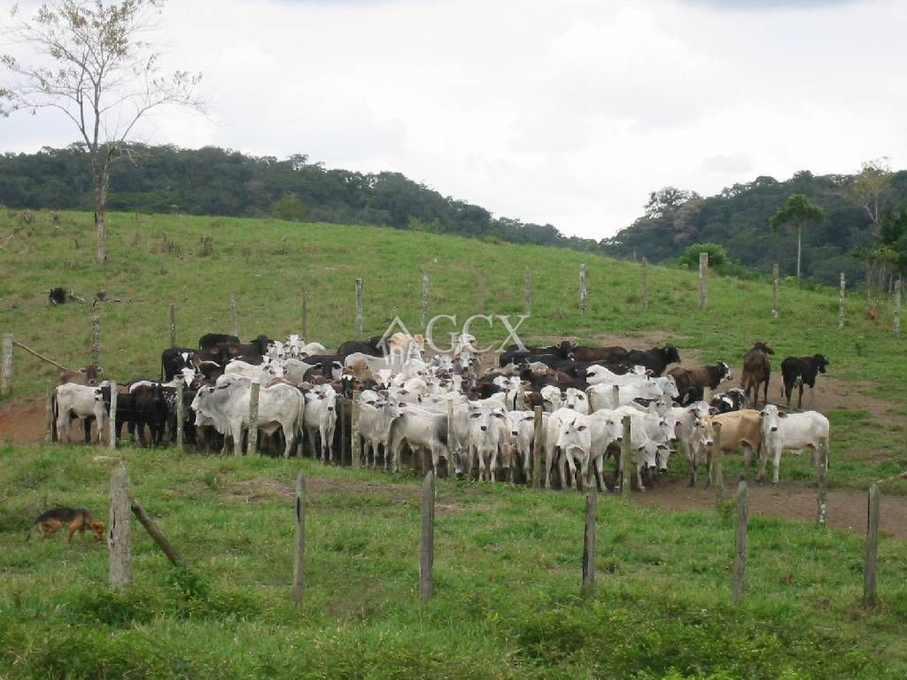 Foto 1 - FAZENDA a venda no bairro Barra do Ribeira, IGUAPE - Referência FZ010018