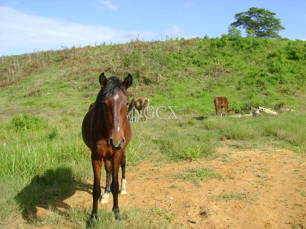 Foto 8 - FAZENDA a venda no bairro Barra do Ribeira, IGUAPE - Referência FZ010018