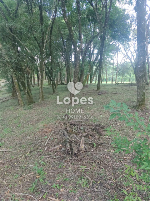 TERRENO no Bairro: Tranqueira - Lopes Home - Almirante Tamandare - foto 4