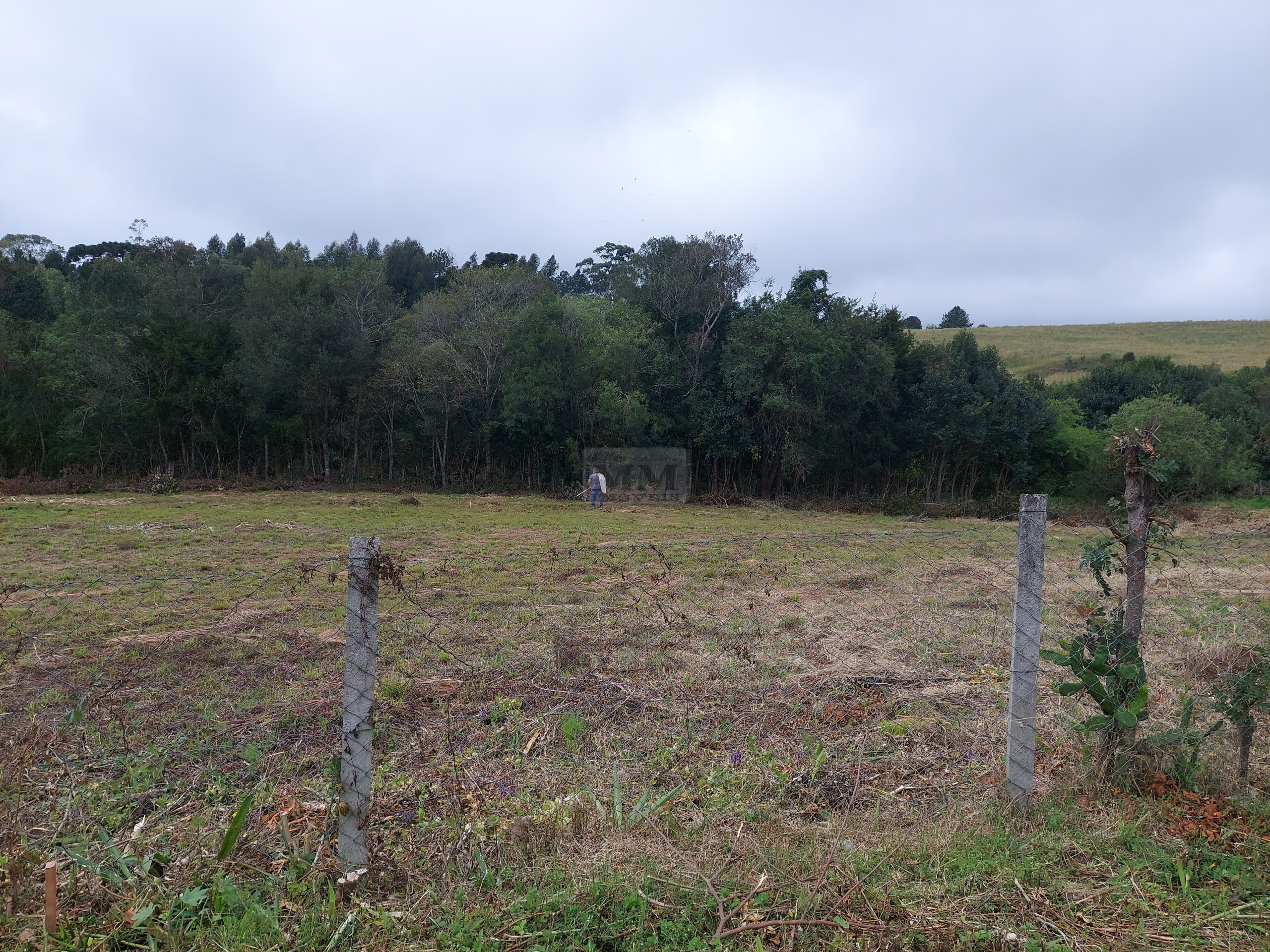 Lote 6