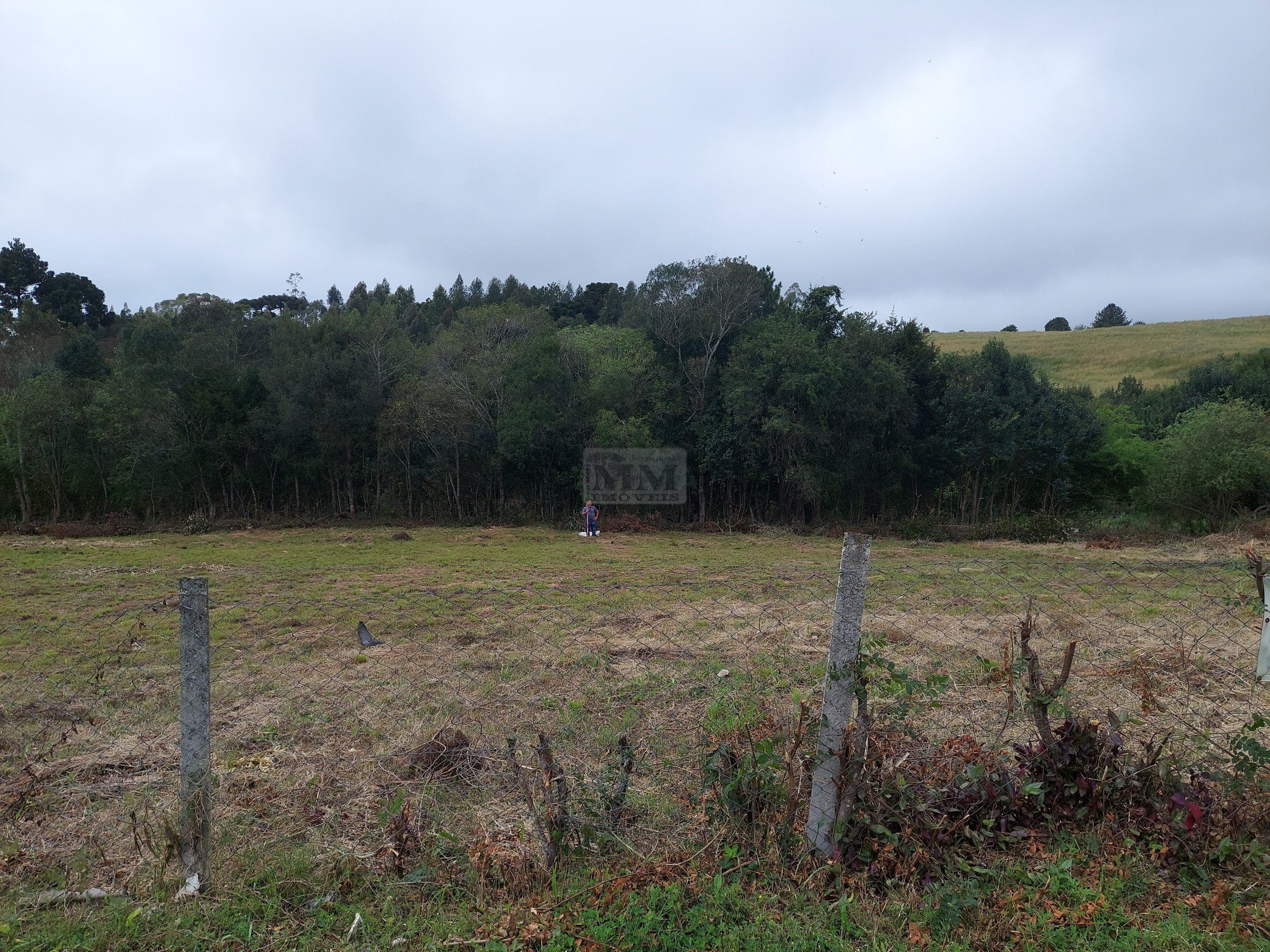 Lote 7