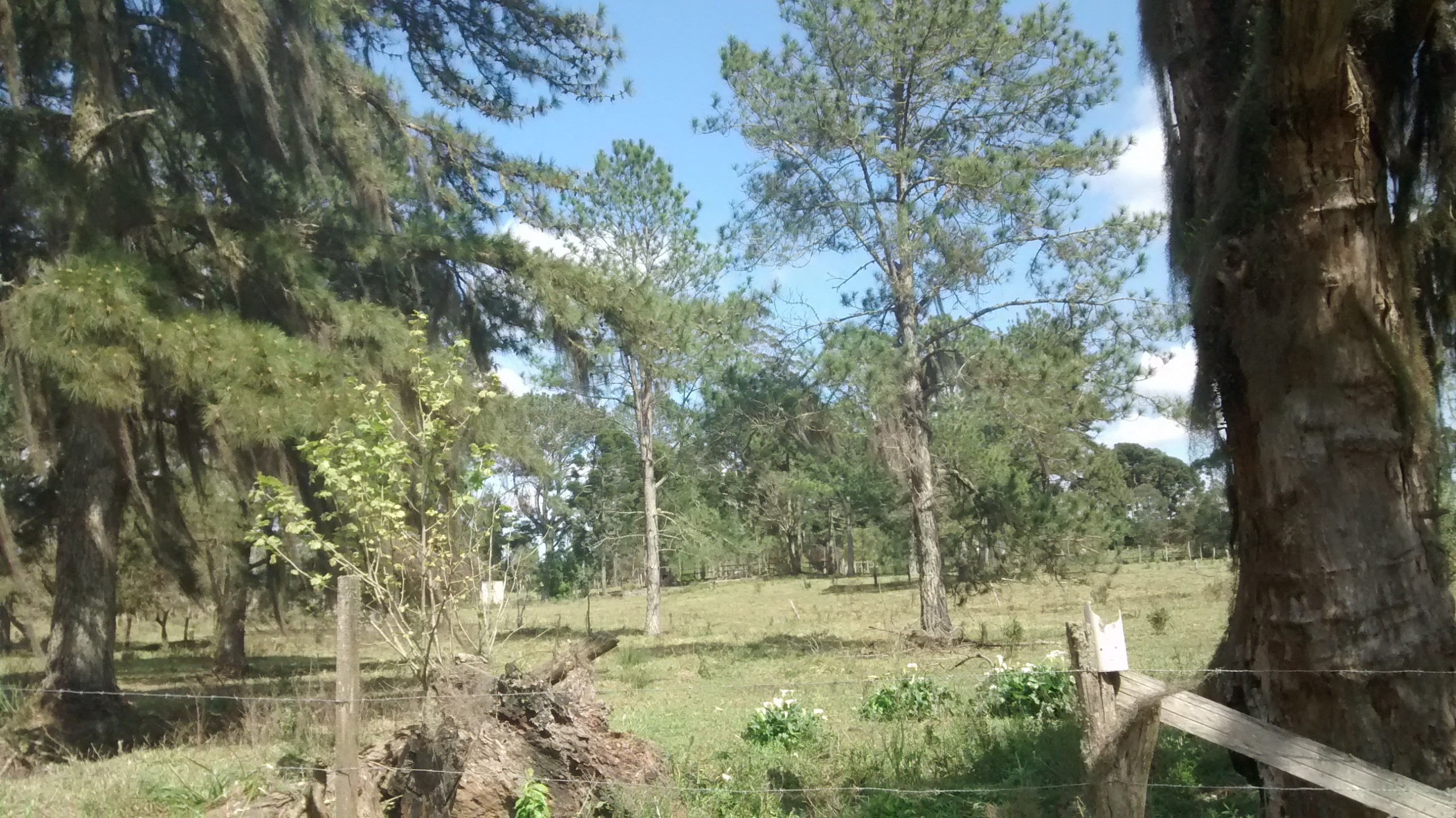 CHÁCARA/FAZENDA/SÍTIO em QUATRO BARRAS PR, no bairro Borda do Campo Referência MCH0025 CHÁCARA/FAZENDA/SÍTIO em QUATRO BARRAS PR, no bairro Borda do Campo Referência MCH0025