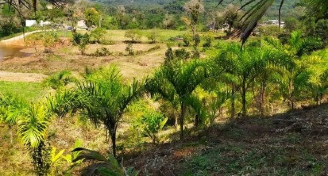 Foto 8 - ÁREA em ANTONINA - PR, no bairro zona rural - Referência 0386